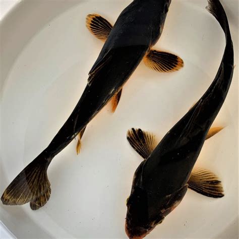 black koi fish|Karasu: The Koi Pond Phantom .